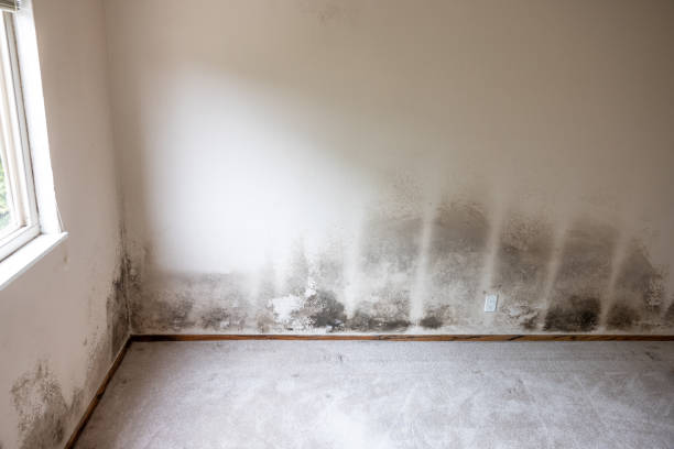 Mold Documentation for Insurance Claims in Round Lake Beach, IL